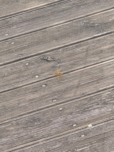Common Darter