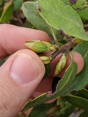 Arctostaphylos rudis