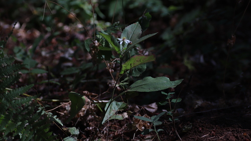 Eurybia radulina, photograph 6