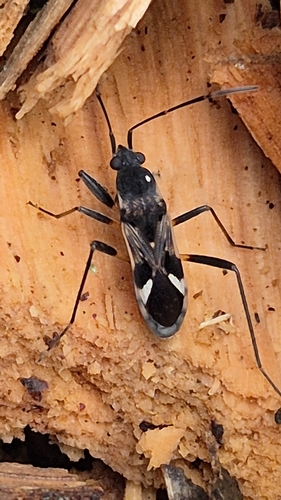 Dieuches notatus