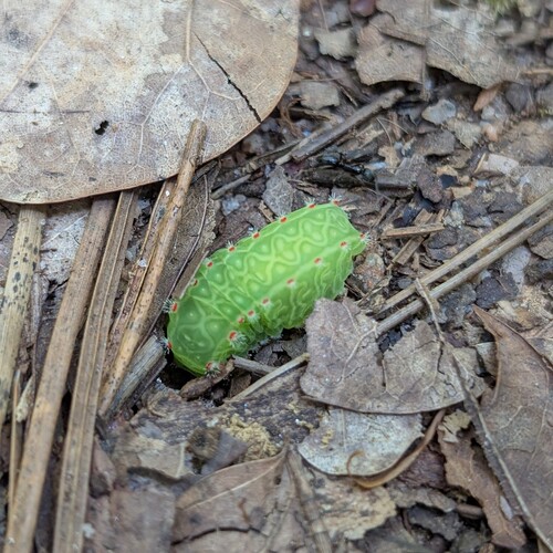 Nason's Slug Moth photo 6