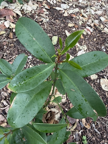 Syzygium moorei, 2026-08-26