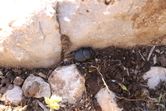 Onthophagus verticicornis