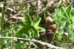 Alchemilla sarmatica
