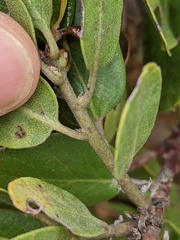 Arctostaphylos rudis