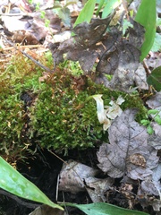 Herzogiella striatella