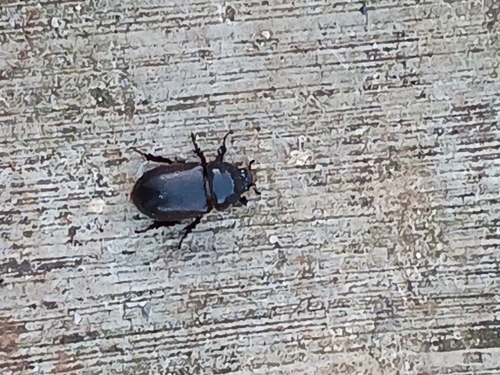 Coconut Rhinoceros Beetle