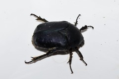 Protaetia afflicta