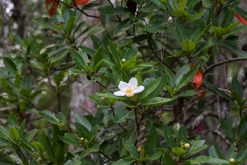 Gordonia lasianthus, photograph 3