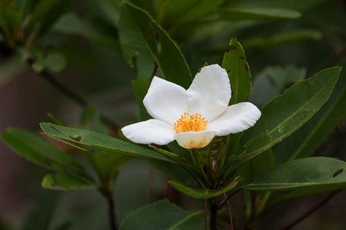 Gordonia lasianthus, photograph 2