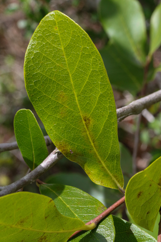 Asimina obovata, photograph 6