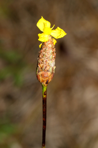 Xyris caroliniana, photograph 2
