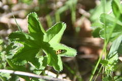 Alchemilla sarmatica
