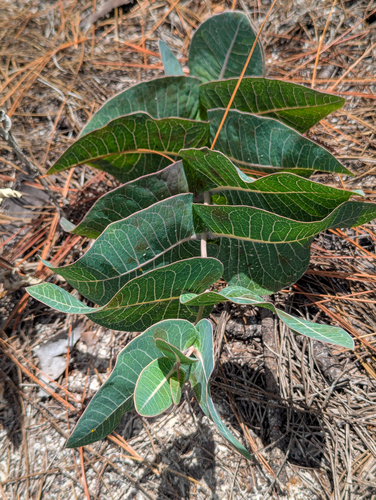 Asclepias humistrata, photograph 3