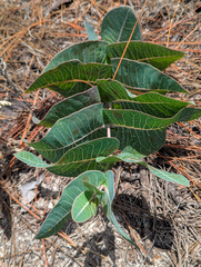 Asclepias humistrata, photograph (c) Tom Field, some rights reserved (CC BY)
