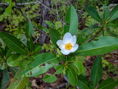 Gordonia lasianthus