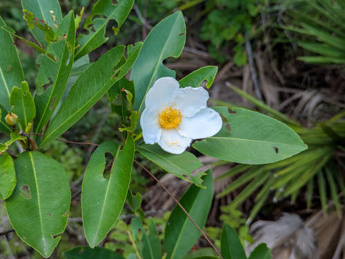 Gordonia lasianthus, photograph 1