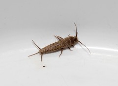 Ctenolepisma ciliatum