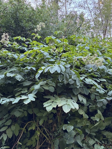 Aralia californica, photograph 1