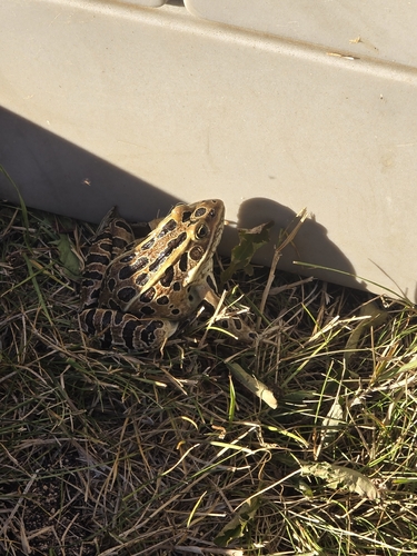 Northern Leopard Frog
