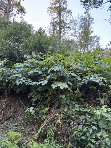 Aralia californica, photograph 2