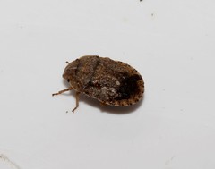 Sciocoris homalonotus