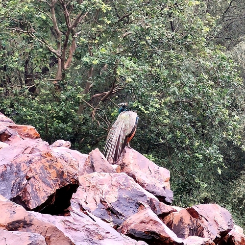 Indian Peafowl
