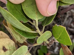 Arctostaphylos rudis