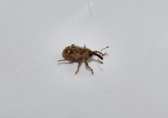 Bagoopsis globicollis