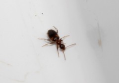 Hirticomus hispidus