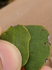 Arctostaphylos rudis