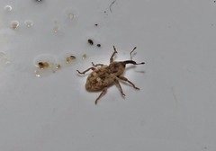 Bagoopsis globicollis