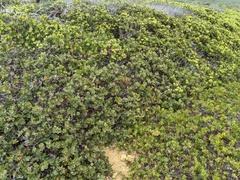 Arctostaphylos rudis