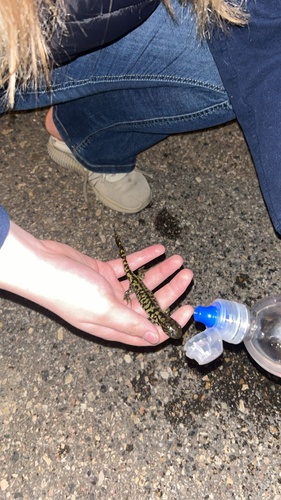 Western Tiger Salamander