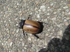 Eupatorus gracilicornis