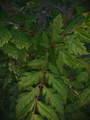 Koelreuteria paniculata