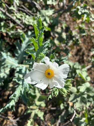 Argemone glauca observed 2026-08-22