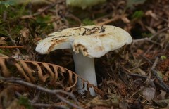 Russula crassotunicata