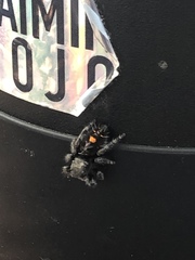 Phidippus audax
