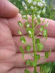 Thlaspi arvense
