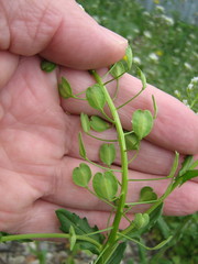 Thlaspi arvense