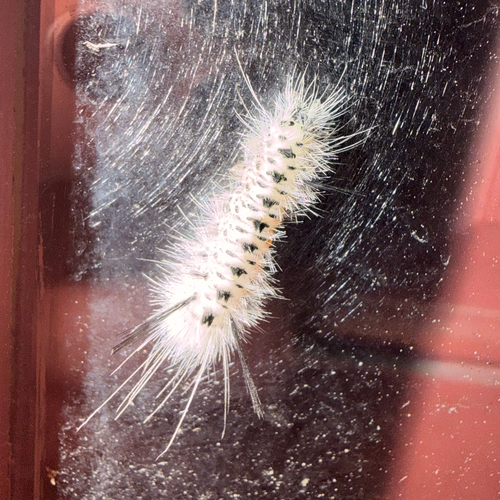 Hickory Tussock Moth (Lophocampa caryae)