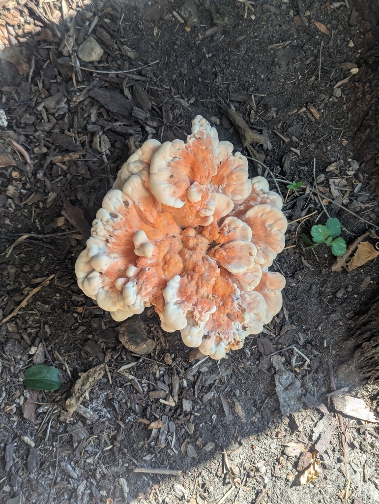White-pored Chicken of the Woods · August 2026 · photo: Photo: (c) Skyler Principe, some rights reserved (CC BY) · iNaturalist
