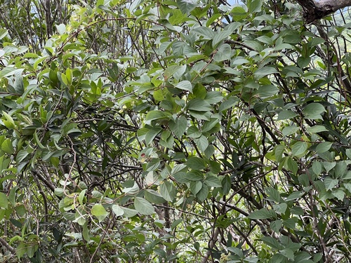 Tripterygium wilfordii observed 2026-08-25