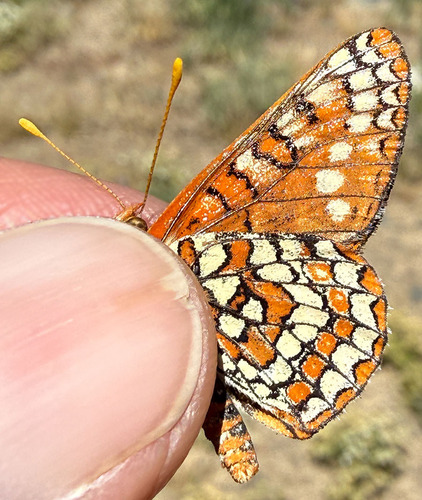iNaturalist observation photo of Wheeler's Checkerspot