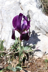 Iris lutescens
