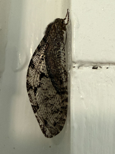 iNaturalist observation photo of Polystoechotes punctata