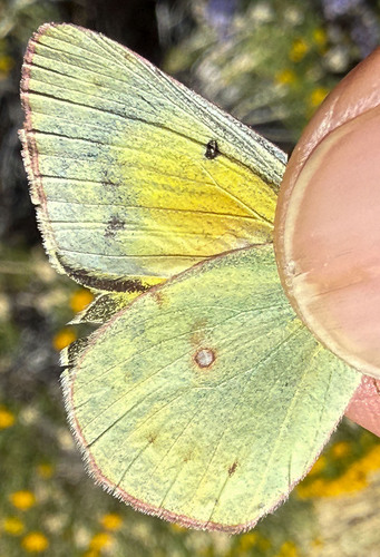 iNaturalist observation photo of Orange Sulphur