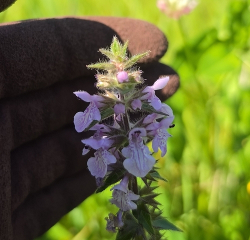 prairie woundwort