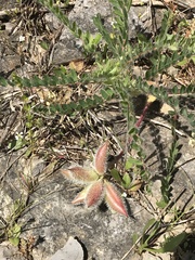 Astragalus tennesseensis